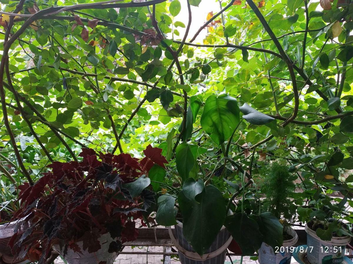 Downtown Guest House Kutaisi Exterior foto